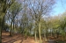 Tandle Hill Park: Trees (960 x 500)